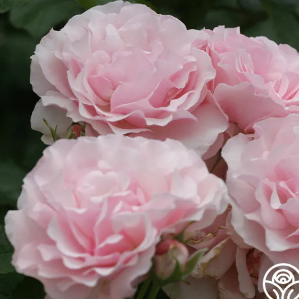 Heirloom Roses Thornbury Castle™ Hot