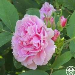 Heirloom Roses Thérèse Bugnet New