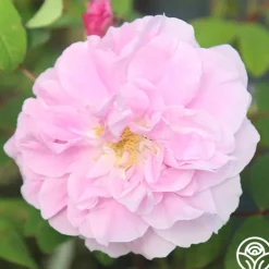 Heirloom Roses Thérèse Bugnet New