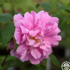 Heirloom Roses Thérèse Bugnet New