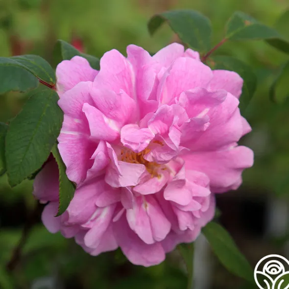 Heirloom Roses Thérèse Bugnet New