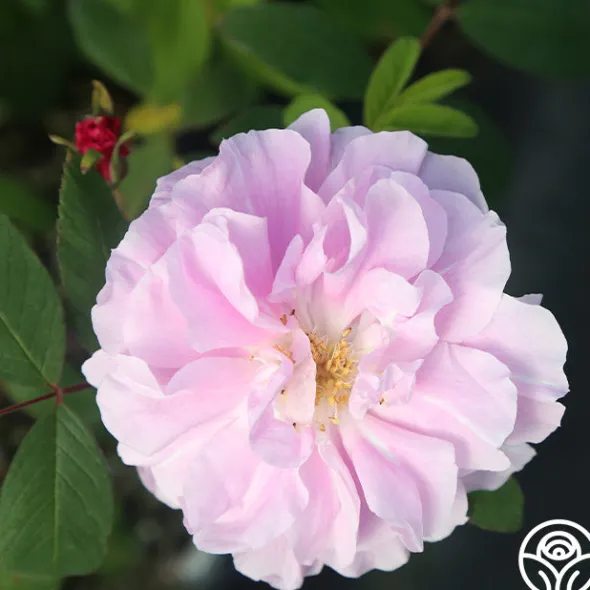 Heirloom Roses Thérèse Bugnet New