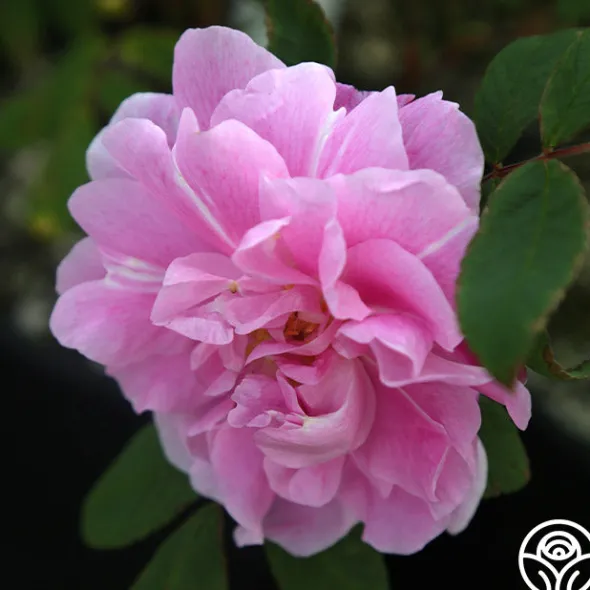 Heirloom Roses Thérèse Bugnet New