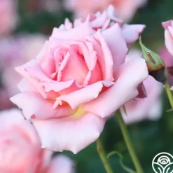 Heirloom Roses Tiffany Sale