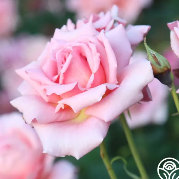 Heirloom Roses Tiffany Sale