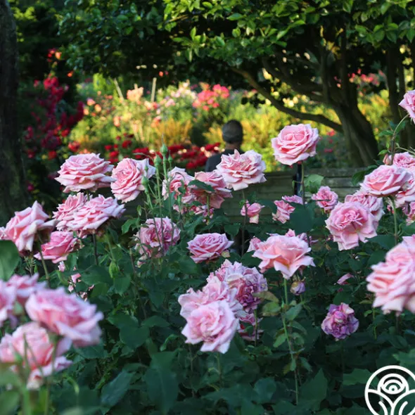 Heirloom Roses Tiffany Sale