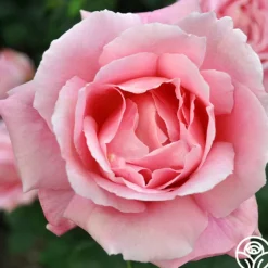 Heirloom Roses Tiffany Sale