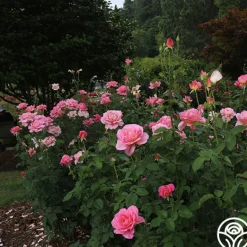 Heirloom Roses Tiffany Sale