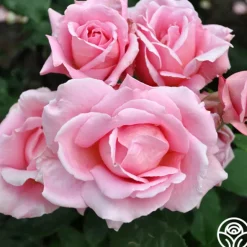 Heirloom Roses Tiffany Sale