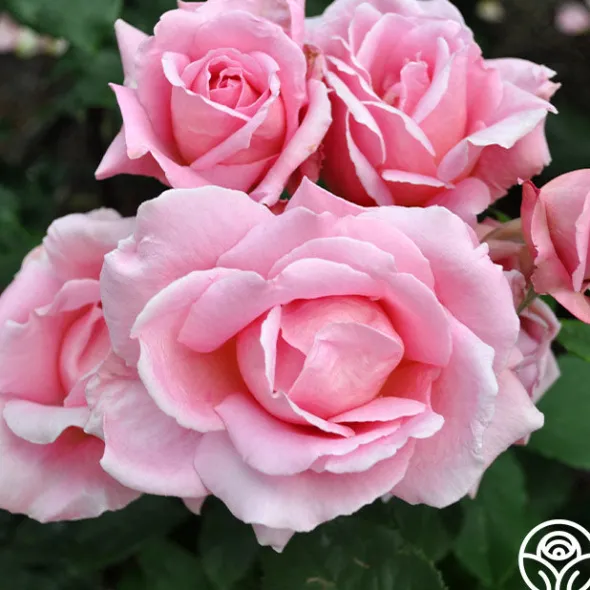Heirloom Roses Tiffany Sale