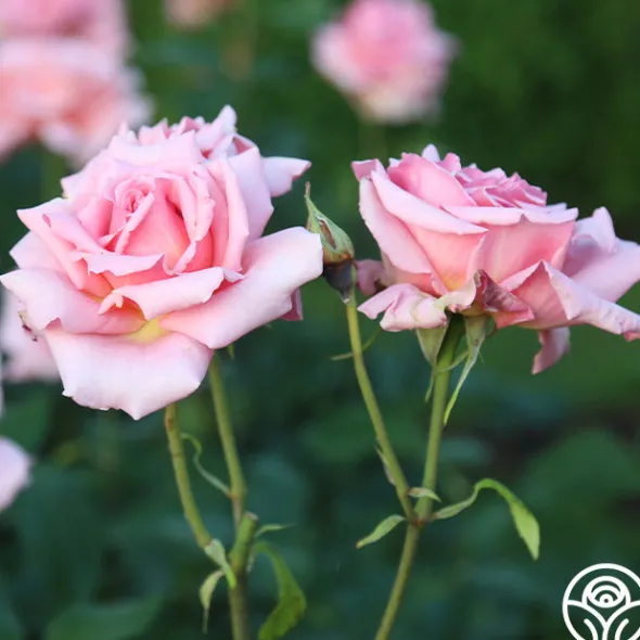 Heirloom Roses Tiffany Sale