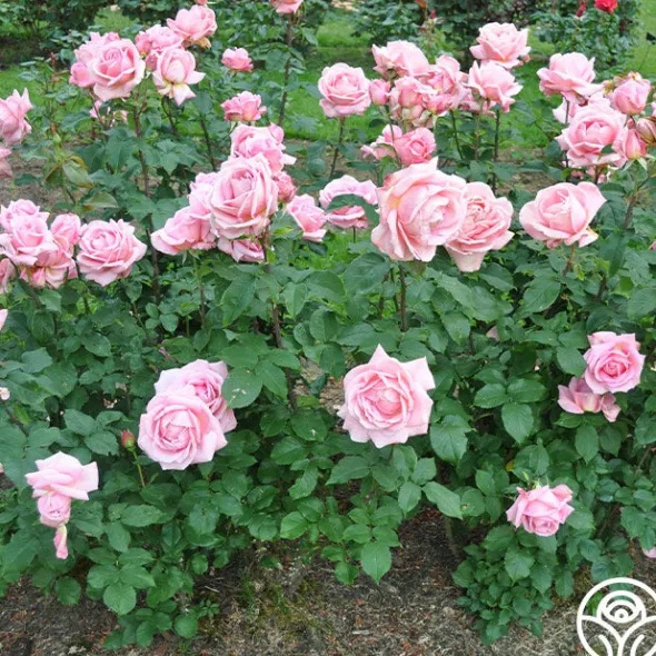 Heirloom Roses Tiffany Sale