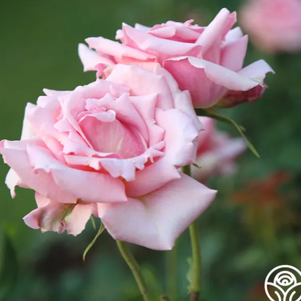 Heirloom Roses Tiffany Sale