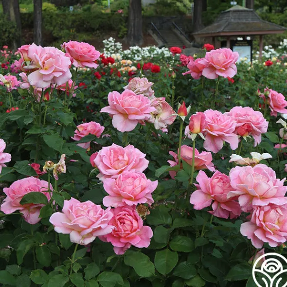 Heirloom Roses Tiffany Sale