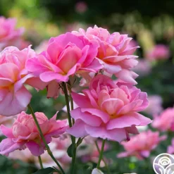 Heirloom Roses Tiffany Sale