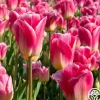 Heirloom Roses Tom Pouce Outlet