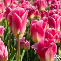 Heirloom Roses Tom Pouce Outlet