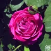 Heirloom Roses Tom Wood New