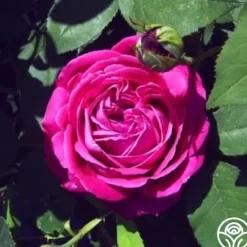 Heirloom Roses Tom Wood New