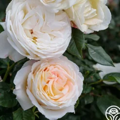 Heirloom Roses Top Cream™ Best