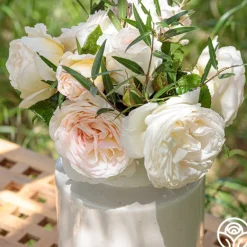 Heirloom Roses Top Cream™ Best
