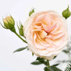 Heirloom Roses Top Cream™ Best