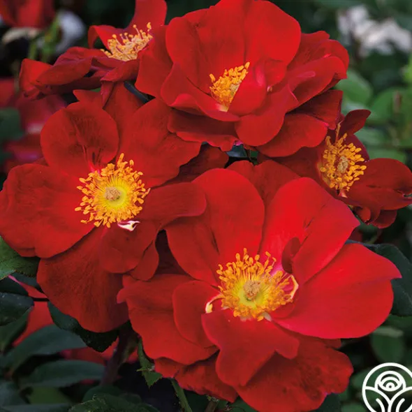 Heirloom Roses Top Gun Clearance