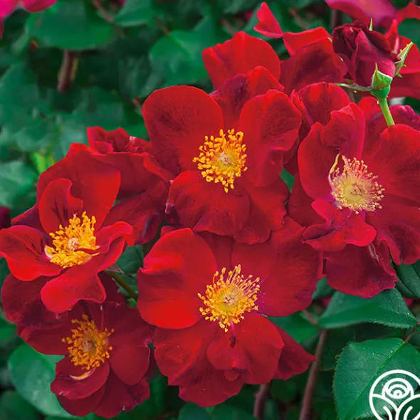 Heirloom Roses Top Gun Clearance