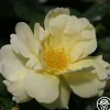 Heirloom Roses Topaz Jewel Discount