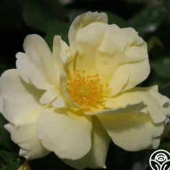 Heirloom Roses Topaz Jewel Discount