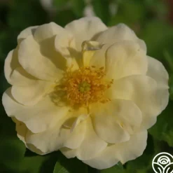 Heirloom Roses Topaz Jewel Discount