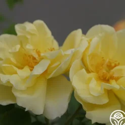Heirloom Roses Topaz Jewel Discount