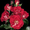 Heirloom Roses Topsy Turvy™ Sale