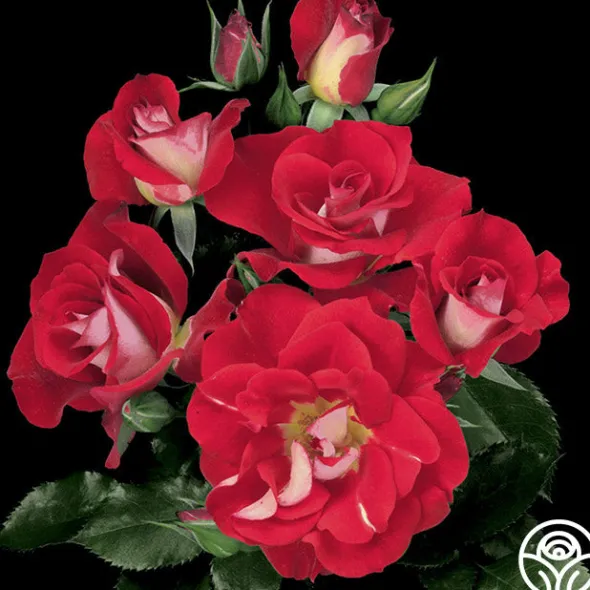 Heirloom Roses Topsy Turvy™ Sale