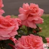 Heirloom Roses Touch of Class™ Online