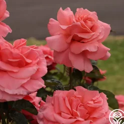 Heirloom Roses Touch of Class™ Online