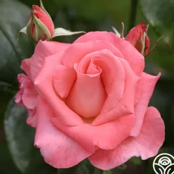 Heirloom Roses Touch of Class™ Online