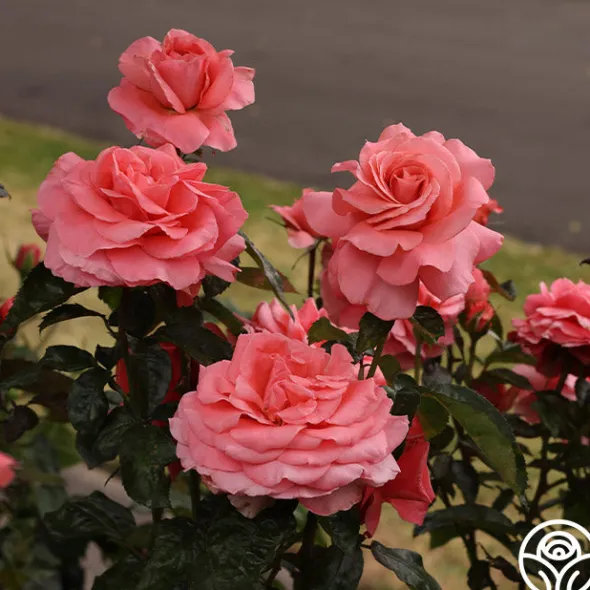 Heirloom Roses Touch of Class™ Online