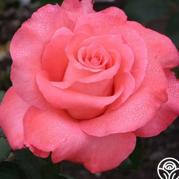 Heirloom Roses Touch of Class™ Online