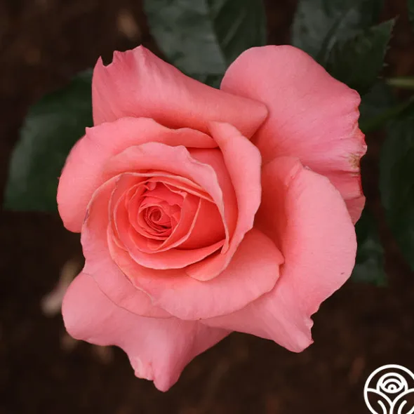 Heirloom Roses Touch of Class™ Online