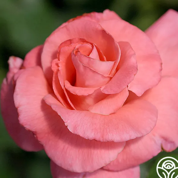 Heirloom Roses Touch of Class™ Online