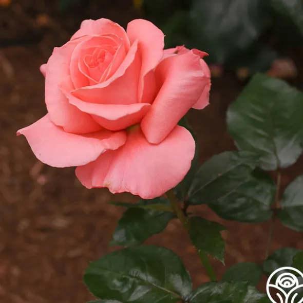 Heirloom Roses Touch of Class™ Online