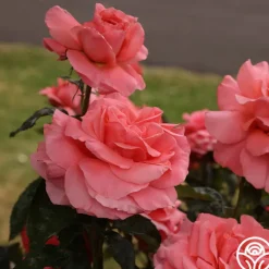Heirloom Roses Touch of Class™ Online
