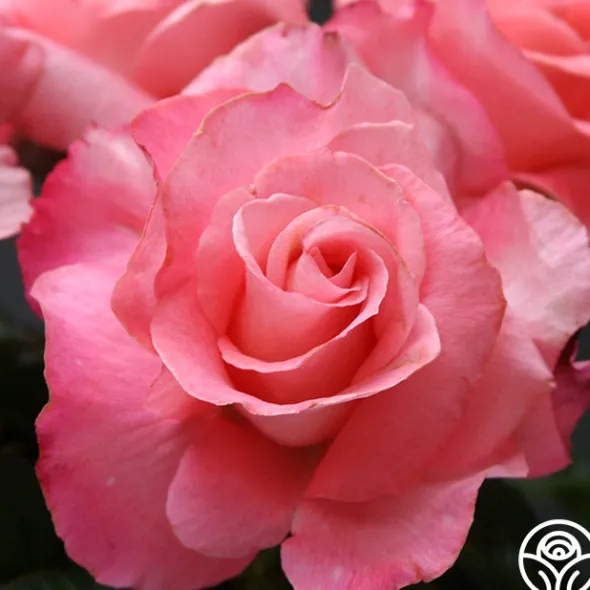 Heirloom Roses Touch of Class™ Online