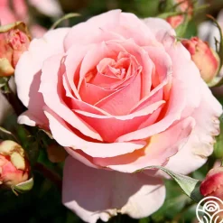 Heirloom Roses Tournament of Roses Sale