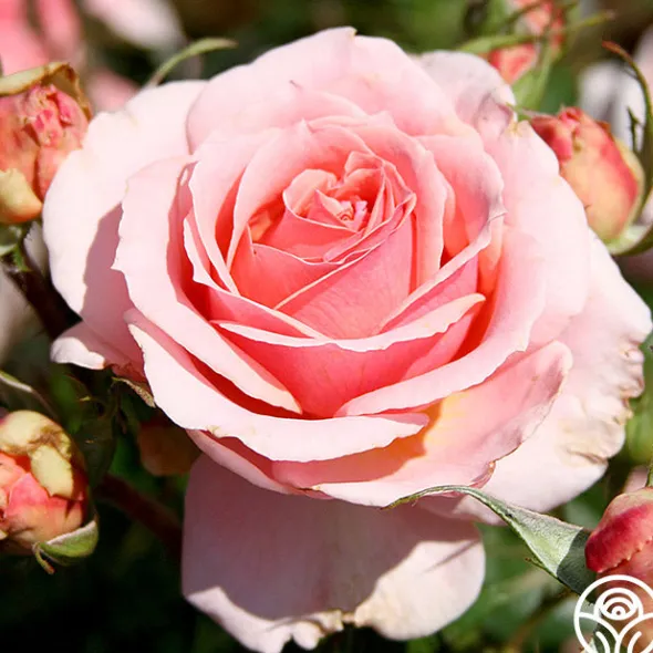 Heirloom Roses Tournament of Roses Sale