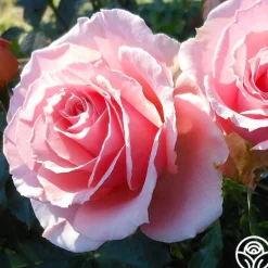 Heirloom Roses Tournament of Roses Sale