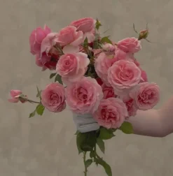 Heirloom Roses Tournament of Roses Sale