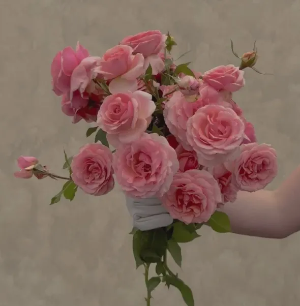 Heirloom Roses Tournament of Roses Sale