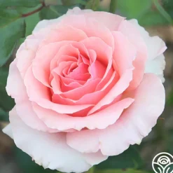 Heirloom Roses Tournament of Roses Sale